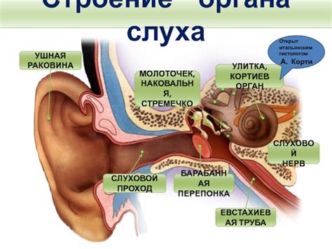Гигиена органа слуха важна для здоровья